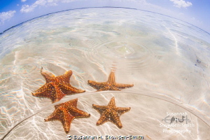 "Starfish And Water Droplet"

Starfish over-under photo... by Susannah H. Snowden-Smith 
